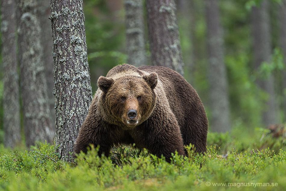 Big male bear in forest